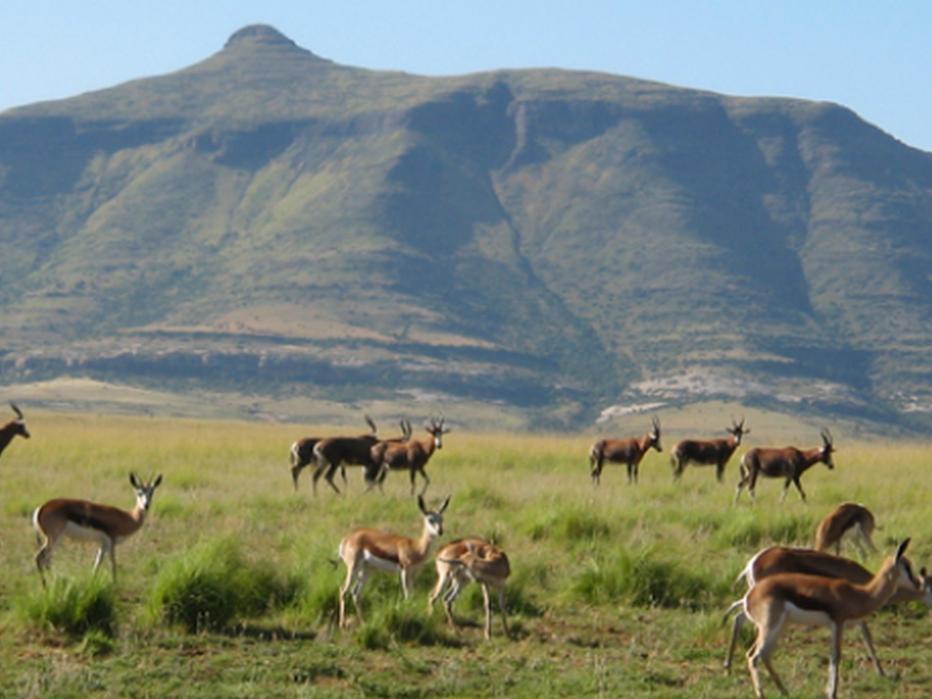 Moolmanshoek Private Game Reserve Hotel Ficksburg Dış mekan fotoğraf